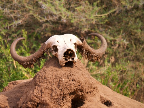 Buffalo Skull