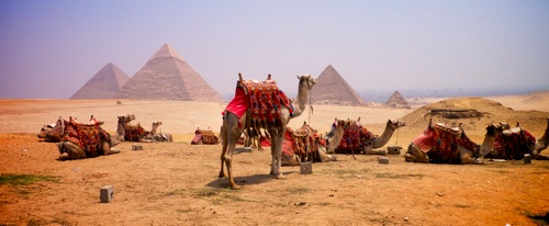 camels in front of the great pyramids