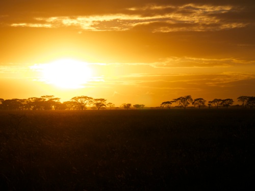 Safari Sunrise