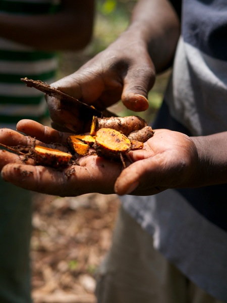 Zanzibar Tumeric